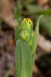 Common Leopardbane